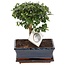 Bonsai - Carmona microphylla - Hoogte 30-35cm - ⌀20cm