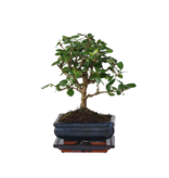 Bonsai - Carmona microphylla - Hoogte 25-30cm - ⌀15cm
