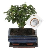 Bonsai - Carmona microphylla - Hoogte 25-30cm - ⌀15cm