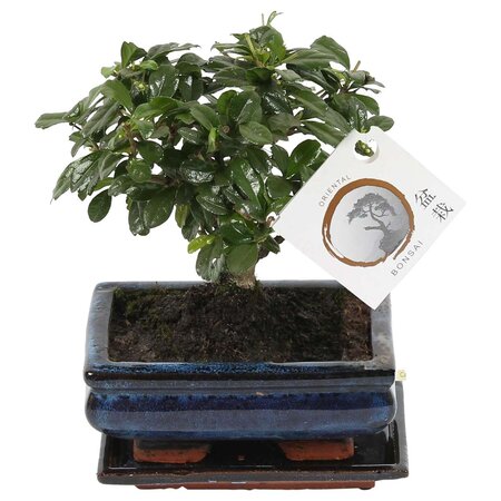 Bonsai - Carmona microphylla - Hoogte 25-30cm - ⌀15cm