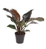 Philodendron - Philodendron 'Imperial Red' - Hoogte 50cm - ⌀19cm