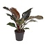 Philodendron - Philodendron 'Imperial Red' - Hoogte 50cm - ⌀19cm