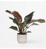Philodendron - Philodendron 'Imperial Red' - Hoogte 50cm - ⌀19cm