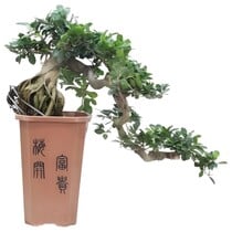 Bonsai Cascade - Ficus retusa - Hoogte 70cm - ⌀26cm