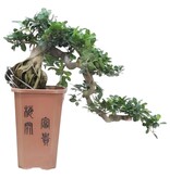 Bonsai Cascade - Ficus retusa - Hoogte 70cm - ⌀26cm