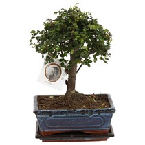 Japanse lep - Zelkova serrata - Hoogte 25-35cm - ⌀20cm