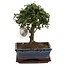Japanse lep - Zelkova serrata - Hoogte 25-35cm - ⌀20cm