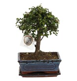 Japanse lep - Zelkova serrata - Hoogte 25-35cm - ⌀20cm