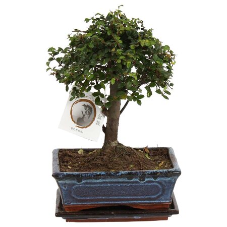 Japanse lep - Zelkova serrata - Hoogte 25-35cm - ⌀20cm