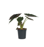 Olifantsoor - Alocasia Wentii - Hoogte 70-80cm - ⌀19cm