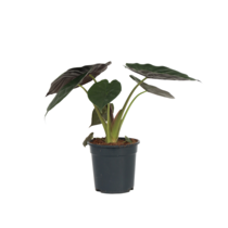 Olifantsoor - Alocasia Wentii - Hoogte 70-80cm - ⌀19cm