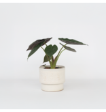 Olifantsoor - Alocasia Wentii - Hoogte 70-80cm - ⌀19cm