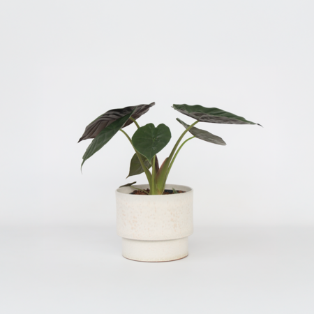 Olifantsoor - Alocasia Wentii - Hoogte 70-80cm - ⌀19cm