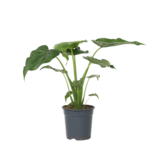 Olifantsoor - Alocasia 'Cucullata' - Hoogte 70-80cm - ⌀19cm