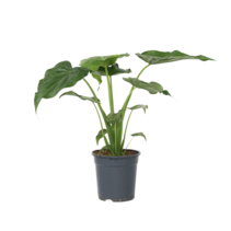 Olifantsoor - Alocasia 'Cucullata' - Hoogte 70-80cm - ⌀19cm