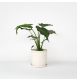 Olifantsoor - Alocasia 'Cucullata' - Hoogte 70-80cm - ⌀19cm