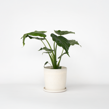 Olifantsoor - Alocasia 'Cucullata' - Hoogte 70-80cm - ⌀19cm