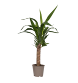 Palmlelie - Yucca elephantipes - Hoogte 50-60cm - ⌀14cm