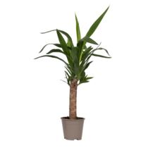 Palmlelie - Yucca elephantipes - Hoogte 50-60cm - ⌀14cm