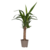 Palmlelie - Yucca elephantipes - Hoogte 50-60cm - ⌀14cm