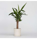 Palmlelie - Yucca elephantipes - Hoogte 50-60cm - ⌀14cm