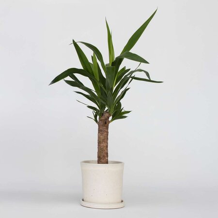 Palmlelie - Yucca elephantipes - Hoogte 50-60cm - ⌀14cm