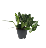 Philodendron - Philodendron Cobra - Hoogte 55-65cm - ⌀19cm