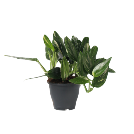 Philodendron - Philodendron Cobra - Hoogte 55-65cm - ⌀19cm