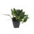 Philodendron - Philodendron Cobra - Hoogte 55-65cm - ⌀19cm