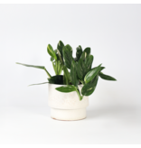 Philodendron - Philodendron Cobra - Hoogte 55-65cm - ⌀19cm