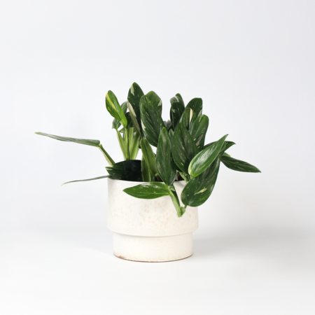 Philodendron - Philodendron Cobra - Hoogte 55-65cm - ⌀19cm