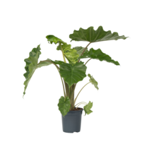 Olifantsoor - Alocasia Portodora - Hoogte 80-90cm - ⌀21cm