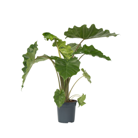 Olifantsoor - Alocasia Portodora - Hoogte 80-90cm - ⌀21cm