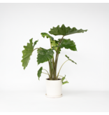 Olifantsoor - Alocasia Portodora - Hoogte 80-90cm - ⌀21cm