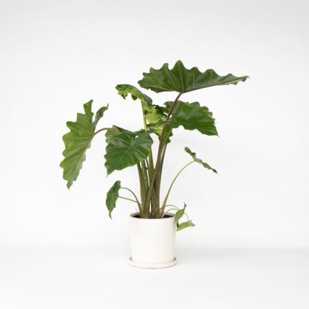 Olifantsoor - Alocasia Portodora - Hoogte 80-90cm - ⌀21cm