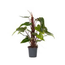 Philodendron - Philodendron Red Emerald Kratiste - Hoogte 70-80cm - ⌀19cm