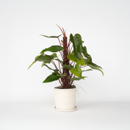Philodendron - Philodendron Red Emerald Kratiste - Hoogte 70-80cm - ⌀19cm