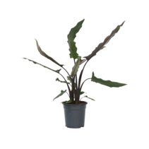 Olifantsoor - Alocasia Lauterbachiana - Hoogte 80-90cm - ⌀19cm