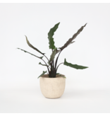 Olifantsoor - Alocasia Lauterbachiana - Hoogte 80-90cm - ⌀19cm