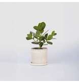 Varkensboom - Clusia rosea 'Princess' - Hoogte 25-35cm - ⌀12cm