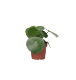 Regendruppelplant - Peperomia polybotrya - Hoogte 20-30cm - ⌀12cm