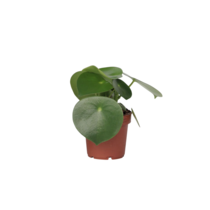 Regendruppelplant - Peperomia polybotrya - Hoogte 20-30cm - ⌀12cm