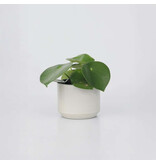 Regendruppelplant - Peperomia polybotrya - Hoogte 20-30cm - ⌀12cm
