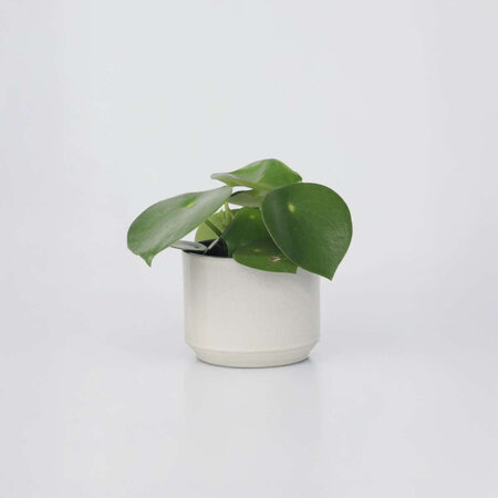 Regendruppelplant - Peperomia polybotrya - Hoogte 20-30cm - ⌀12cm