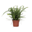 Krulvaren - Nephrolepis 'Duffii' - Hoogte 25-40cm - ⌀12cm