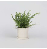 Krulvaren - Nephrolepis 'Duffii' - Hoogte 25-40cm - ⌀12cm