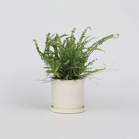 Krulvaren - Nephrolepis 'Duffii' - Hoogte 25-40cm - ⌀12cm