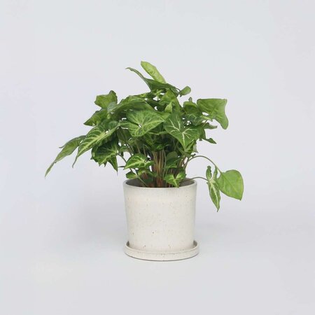 Pijlplant - Syngonium podophyllum 'Pixie' - Hoogte 25-40cm - ⌀12cm