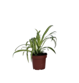 Graslelie - Chlorophytum comosum 'Atlantic' - Hoogte 25-40cm - ⌀12cm