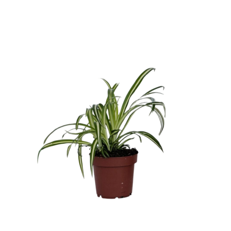 Graslelie - Chlorophytum comosum 'Atlantic' - Hoogte 25-40cm - ⌀12cm